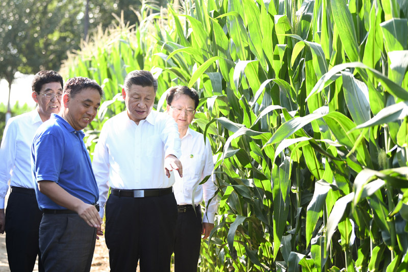 7月22日至24日，中共中央总书记、国家主席、中央军委主席习近平在吉林省考察。这是7月22日下午，在四平市梨树县国家百万亩绿色食品原料（玉米）标准化生产基地核心示范区地块，习近平走进玉米地，了解农业科技研发利用、黑土地保护情况。新华社记者 燕雁 摄